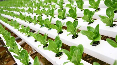 UBND tỉnh ban hành Quy định về mức hỗ trợ lãi vay phát triển thực hành sản xuất nông nghiệp tốt, nông nghiệp ứng dụng công nghệ cao, nông nghiệp hữu cơ trên địa bàn tỉnh Tây Ninh giai đoạn 2019-2025